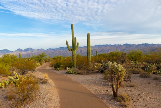 BetMGM Sportsbook Arizona Lands Cardinals, Gila River Partnerships